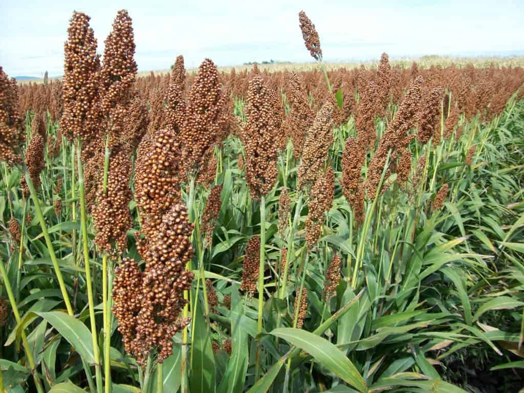 Beneficiarán a productores agrícolas con subsidios para semilla de sorgo forrajero