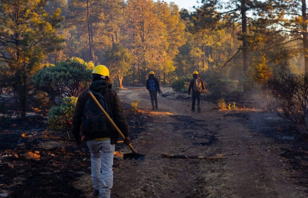 Despliegan brigadas para abatir incendio forestal en San Juanito