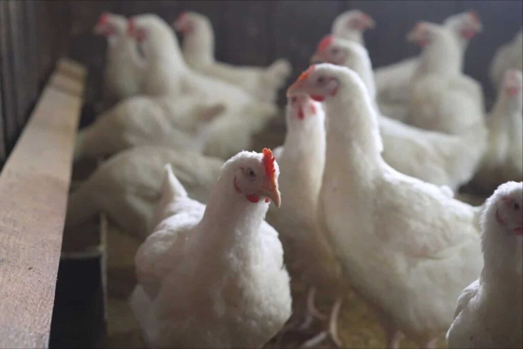 Salud detecta primer caso humano en México de influenza aviar A(H5N1)