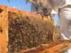 Invita SDR a apicultores a acceder al apoyo de azúcar para alimentación de abejas