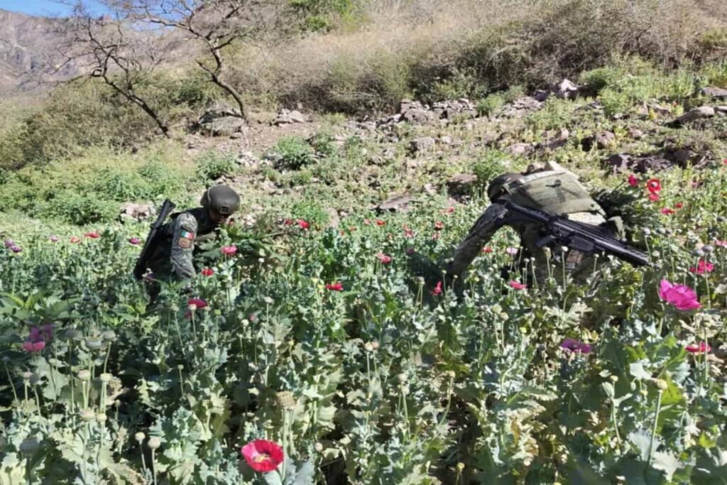 Ejército destruye 459 plantíos de amapola y 212 de mariguana