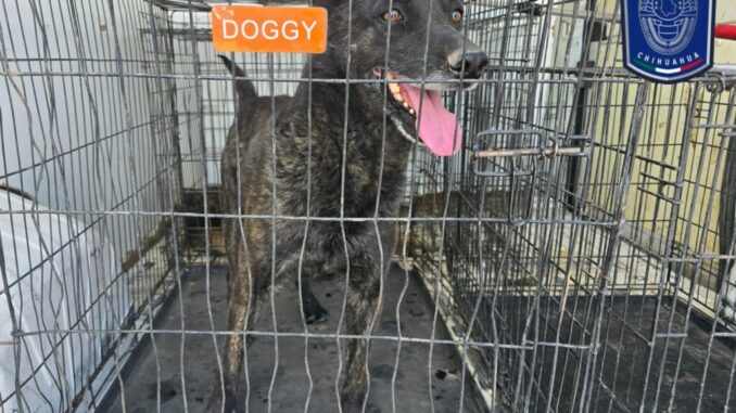 Rescatados 71 animales en situación de maltrato en lo que va del año en Juárez