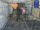 Rescatados 71 animales en situación de maltrato en lo que va del año en Juárez