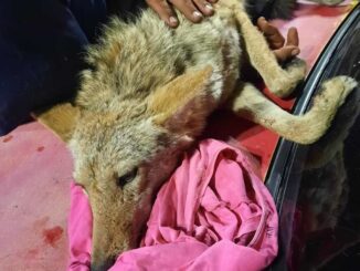 Coyote rescatado en Vistas del Norte fue entregado por Bomberos a Ecología municipal