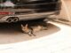 SSC CDMX lanza recomendaciones para cuidar del calor a perros y gatos