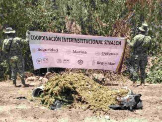 Destruyen presunto secadero de marihuana en la zona del Lago Walamito, Sinaloa