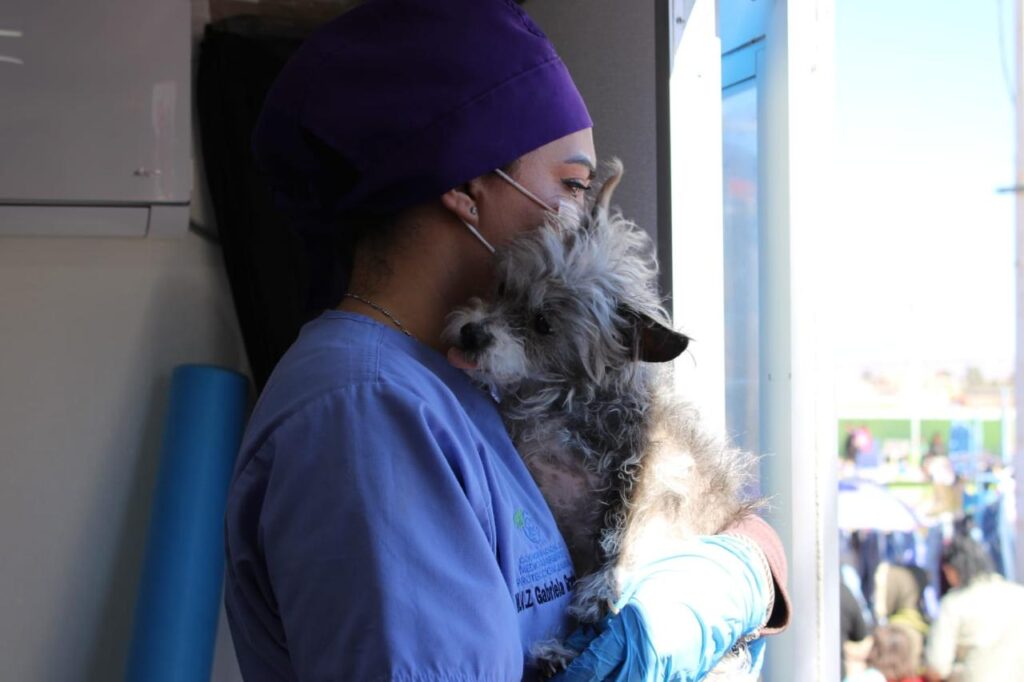 Fortalece Municipio protección animal con esterilizaciones para perros y gatos