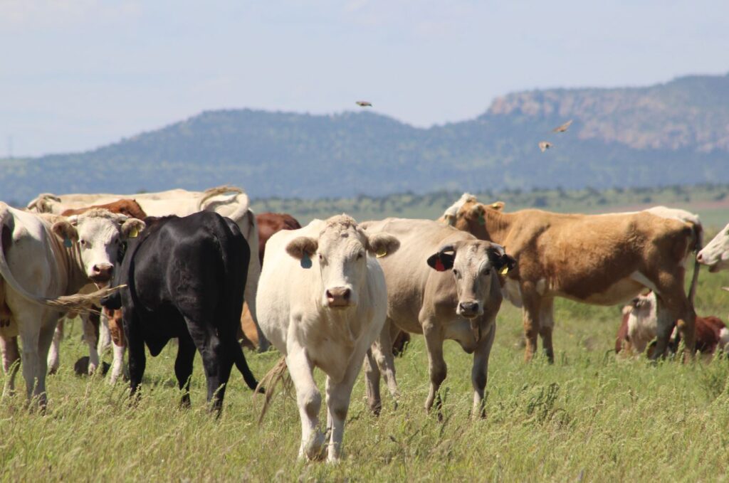 Lanza SDR programa de crédito para el repoblamiento pecuario