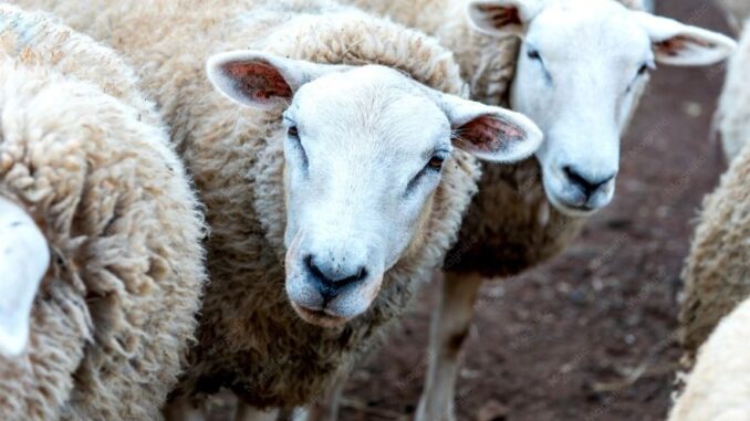 Lanza Desarrollo Rural convocatoria para la adquisición de borregos