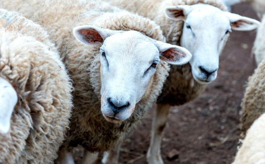 Lanza Desarrollo Rural convocatoria para la adquisición de borregos