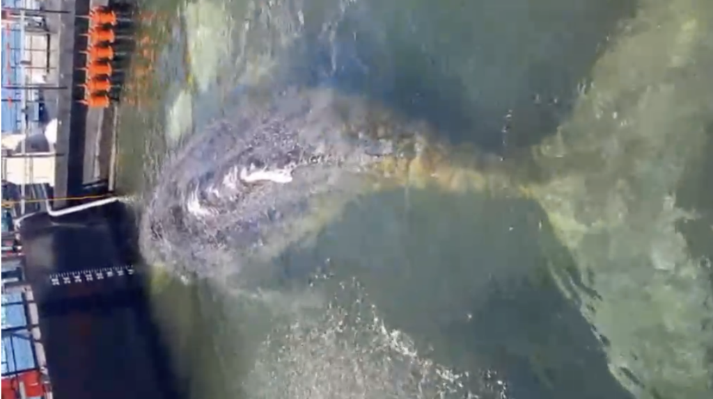 Biólogo mexicano lidera rescate histórico y próxima liberación de “Timmy”, la ballena jorobada