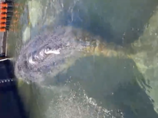 Biólogo mexicano lidera rescate histórico y próxima liberación de “Timmy”, la ballena jorobada