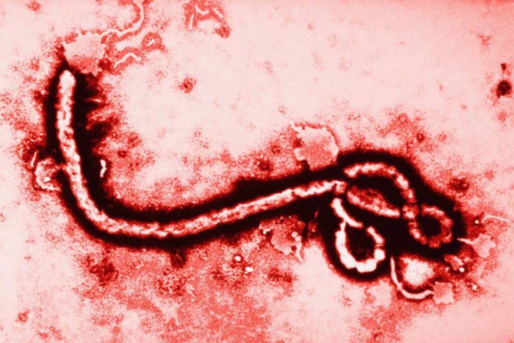 México sin casos de ébola; Secretaría de Salud refuerza vigilancia ante brote