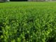Abre SDR apoyo para adquisición de semilla de pradera en Chihuahua