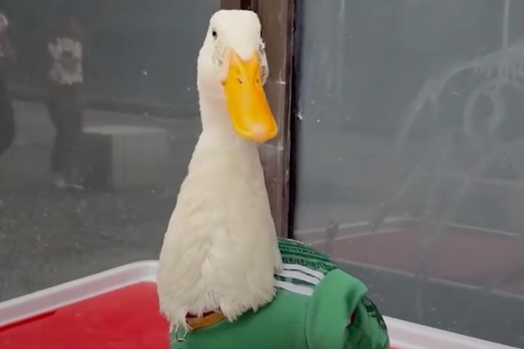 Con tenis y camiseta del Tricolor: El pato Merlín conquista las redes en los festejos del Mundial
