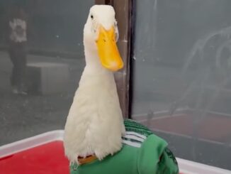 Con tenis y camiseta del Tricolor: El pato Merlín conquista las redes en los festejos del Mundial
