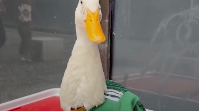 Con tenis y camiseta del Tricolor: El pato Merlín conquista las redes en los festejos del Mundial