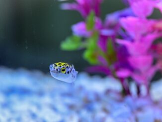 Inauguran el acuario Rochí en Guachochi; mostrará el patrimonio natural de la Sierra Tarahumara