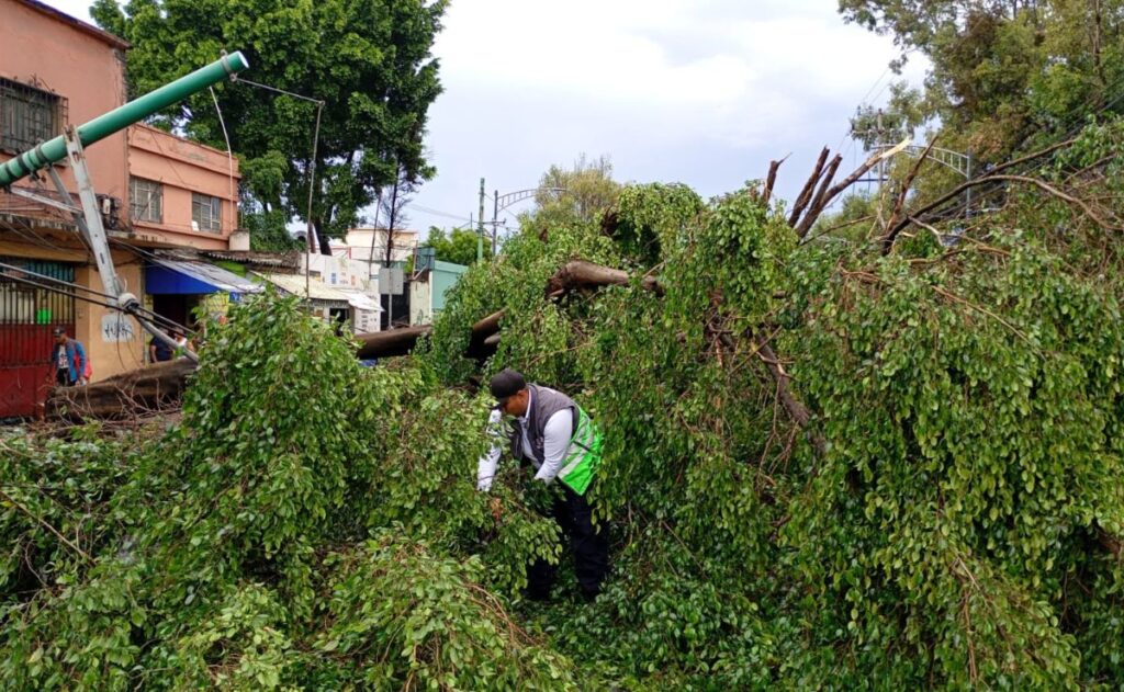Lluvias en la CDMX dejan 119 árboles caídos y numerosos encharcamientos