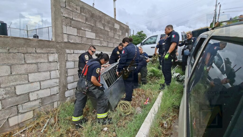 Capturan un pecarí bomberos y policías en la colonia Santa Rosa