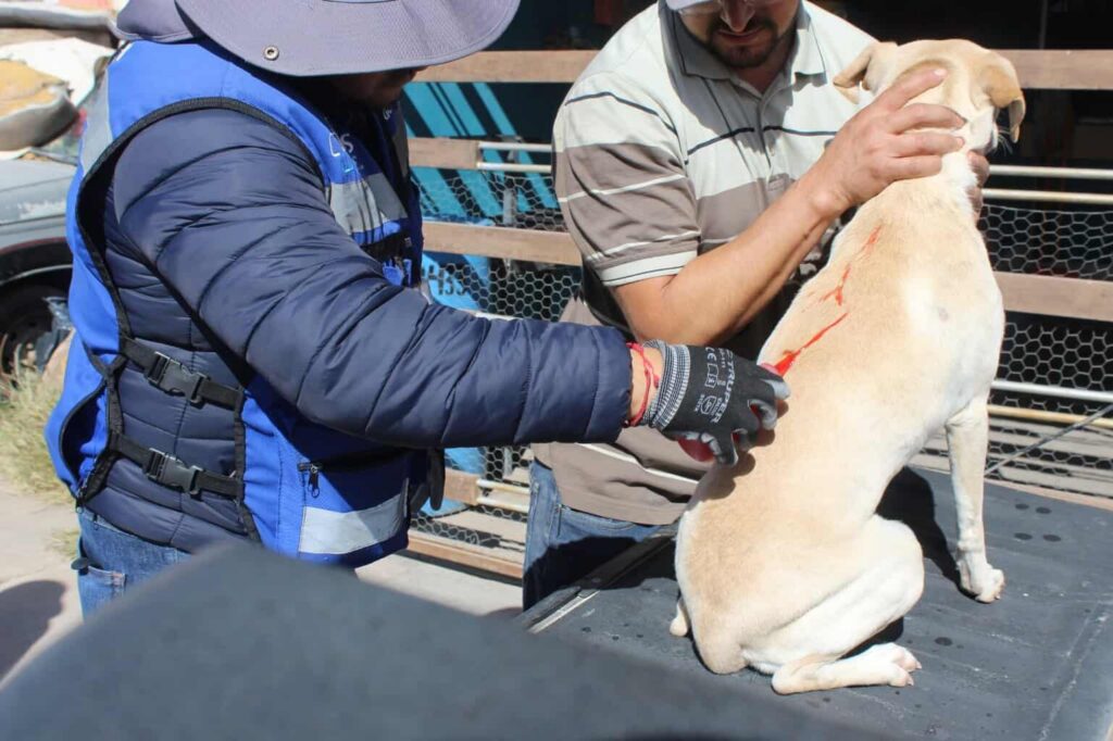 Inicia la primavera y con ella riesgo de rickettsia, cuídate de las garrapatas
