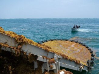 Reto para Quintana Roo es recolectar el sargazo en el mar: Mara Lezama
