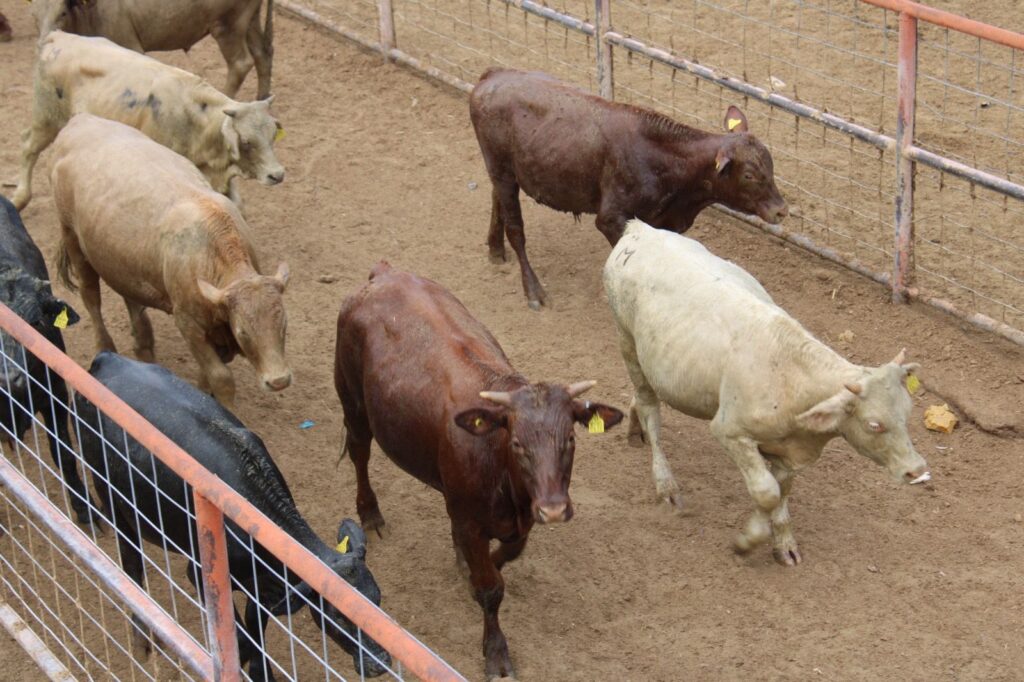Reapertura de la frontera para exportación de ganado devuelve certidumbre al sector pecuario de Chihuahua