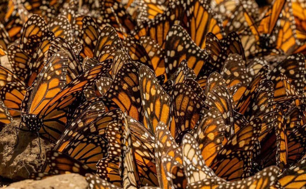Mariposa monarca ocupa 64% más de superficie de bosque en México en temporada 2025-2026