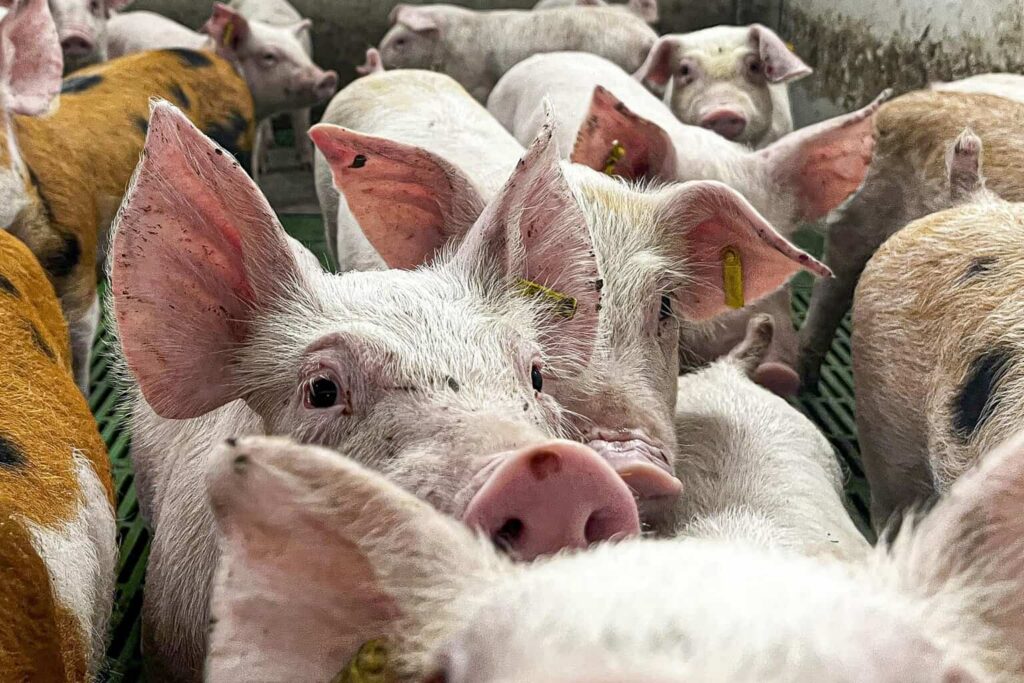 México analizará levantar la suspensión a la importación de carne de cerdo de España