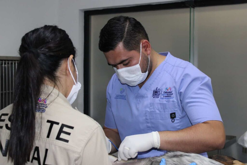 Cuida a tu mascota: fomenta Municipio servicio de esterilización para perros y gatos