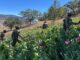 Marina erradica 34 plantíos de amapola en Nayarit