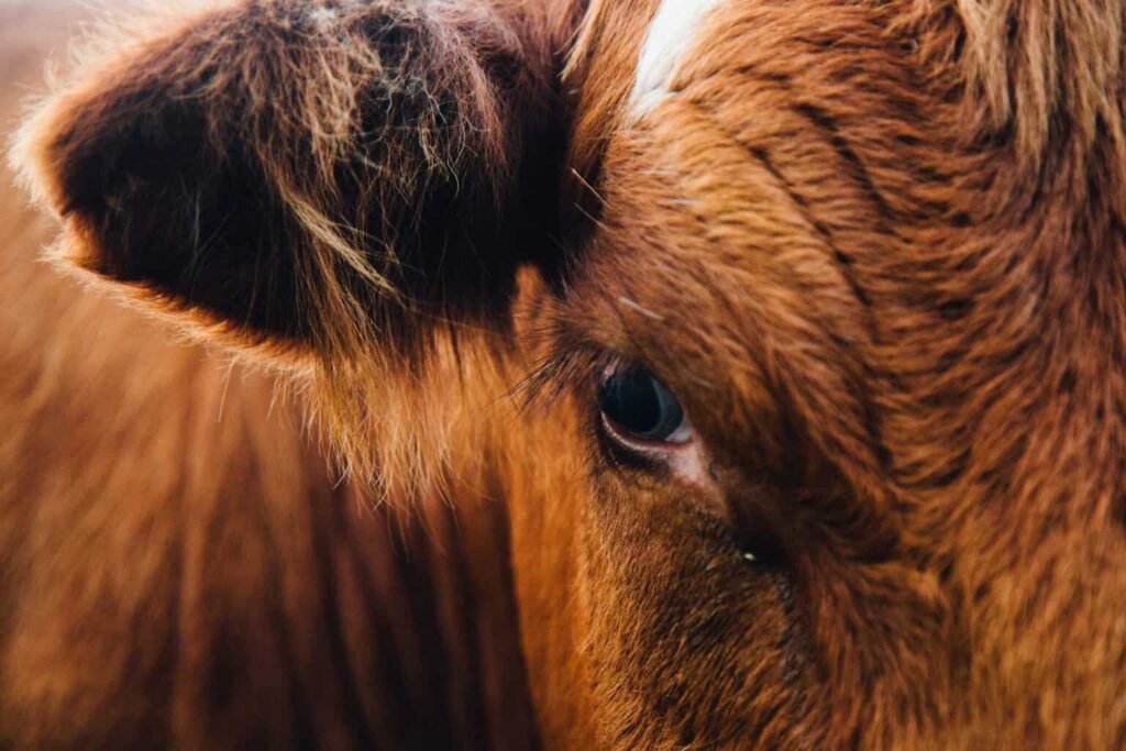 Yucatán alista Congreso Mundial Brahman 2026 con sede en Mérida