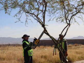 Continúa Municipio con poda de árboles en vialidades de Chihuahua