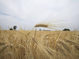 Agricultores critican baja productividad agrícola y dependencia de importaciones