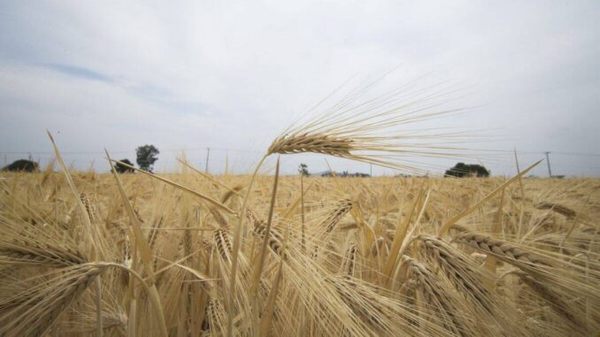 Agricultores critican baja productividad agrícola y dependencia de importaciones