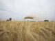 Agricultores critican baja productividad agrícola y dependencia de importaciones