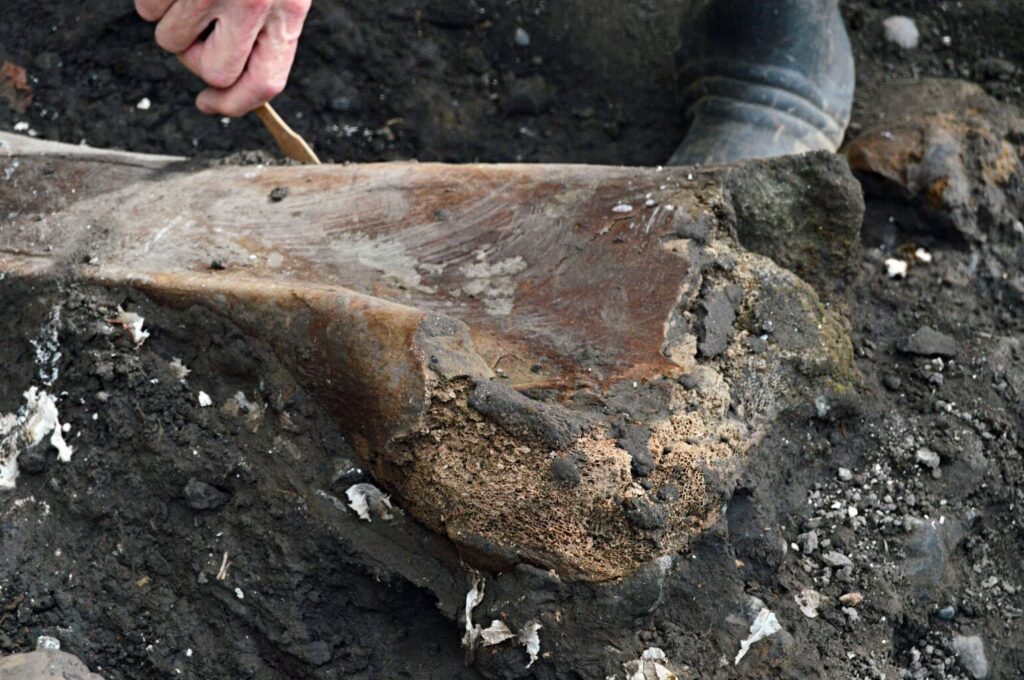 Hallan fósiles de perezoso gigante y mastodonte en Costa Rica