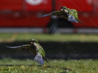 México recibe de EE.UU. once loros de frente blanca luego de traslado ilegal