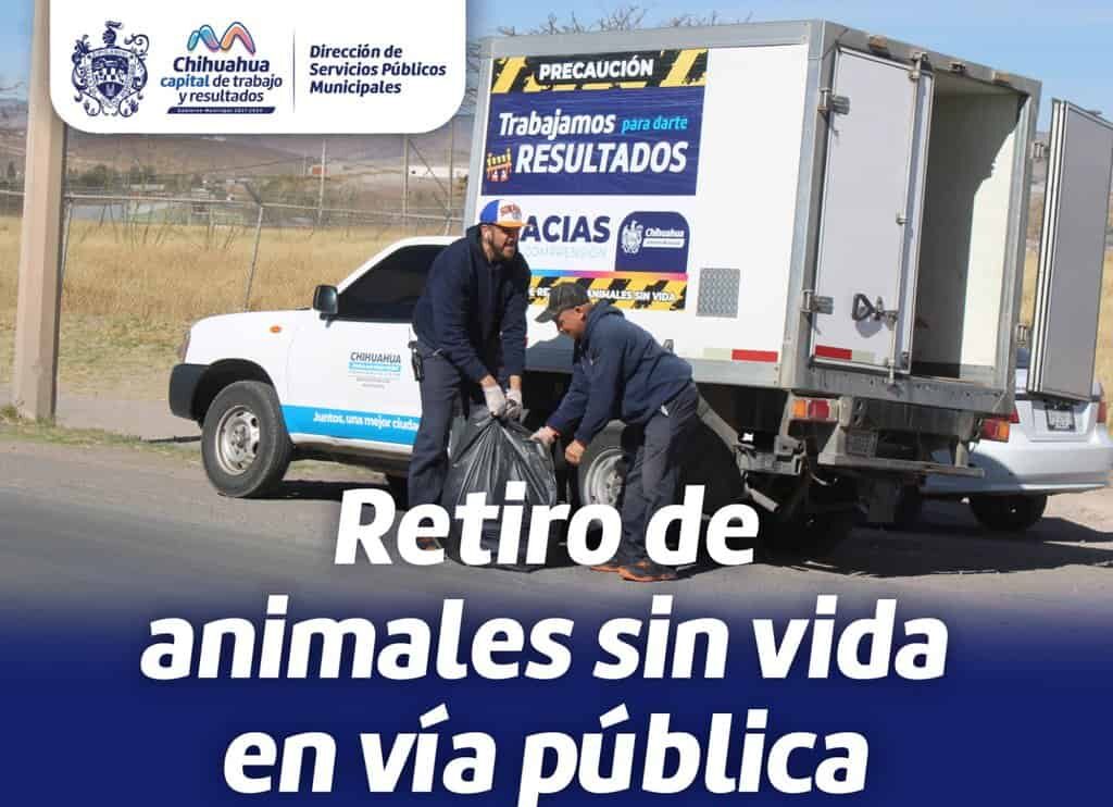 Ofrece Gobierno Municipal servicio de retiro de animales sin vida en la vía pública