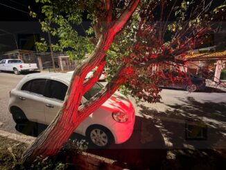 Árbol de gran tamaño cae sobre vehículo estacionado y provoca daños materiales