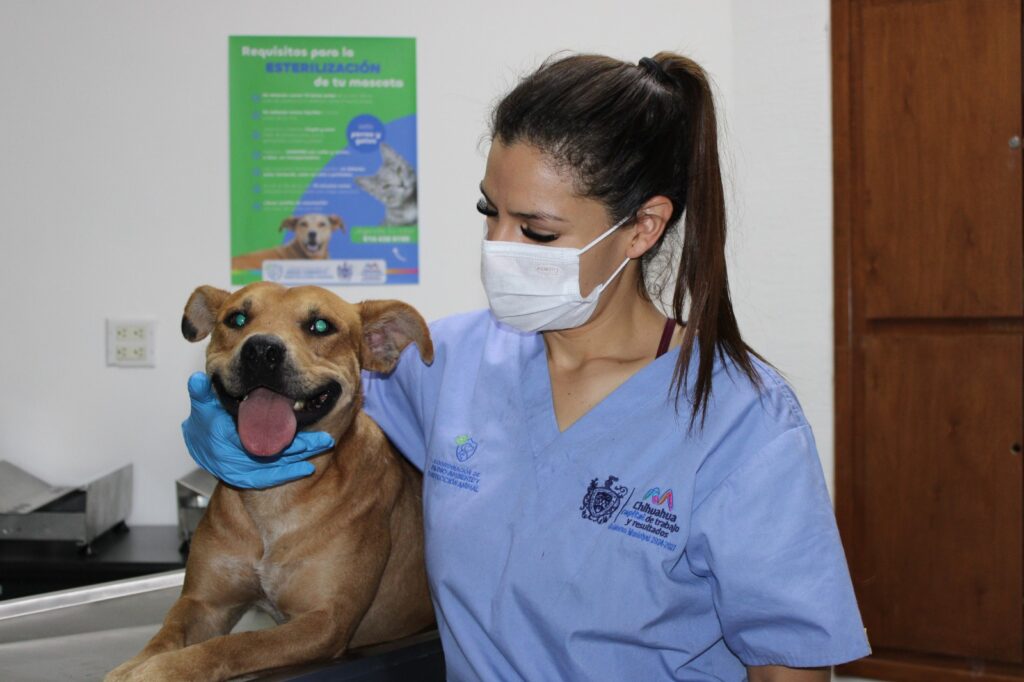 Protege su salud: promueve Municipio la esterilización responsable de perros y gatos