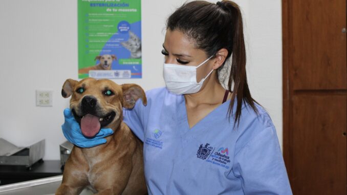 Protege su salud: promueve Municipio la esterilización responsable de perros y gatos