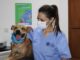 Protege su salud: promueve Municipio la esterilización responsable de perros y gatos