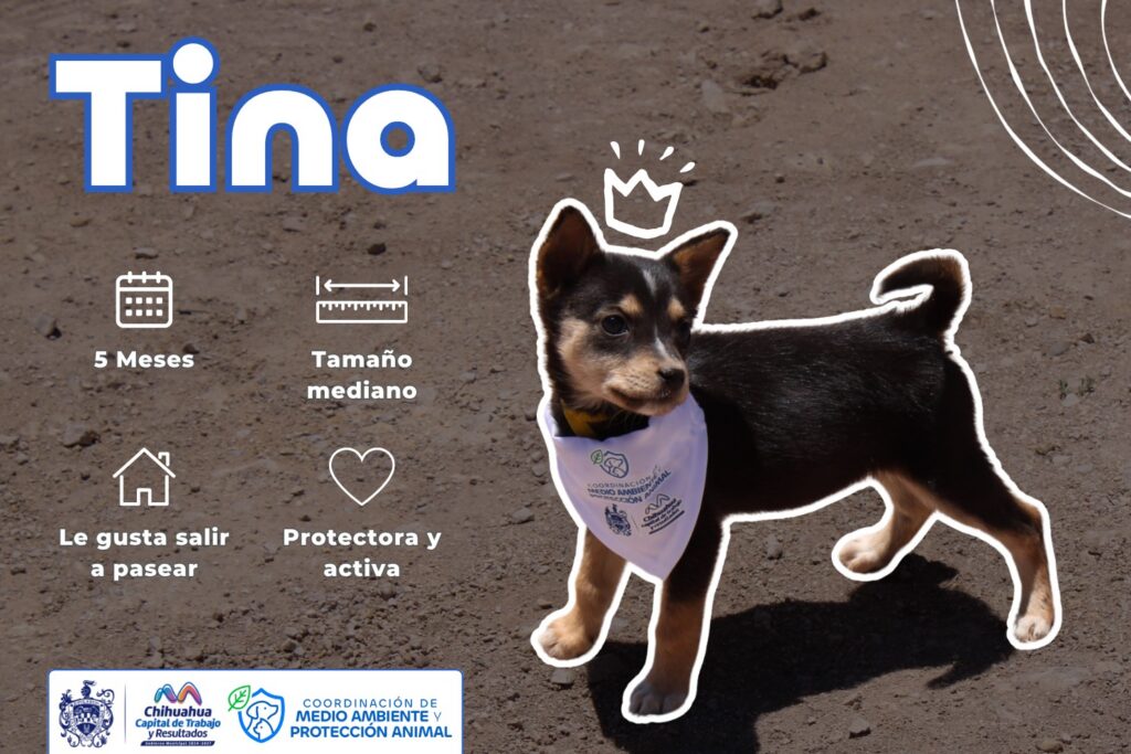 Invita Municipio a darles una oportunidad a perros y gatos rescatados
