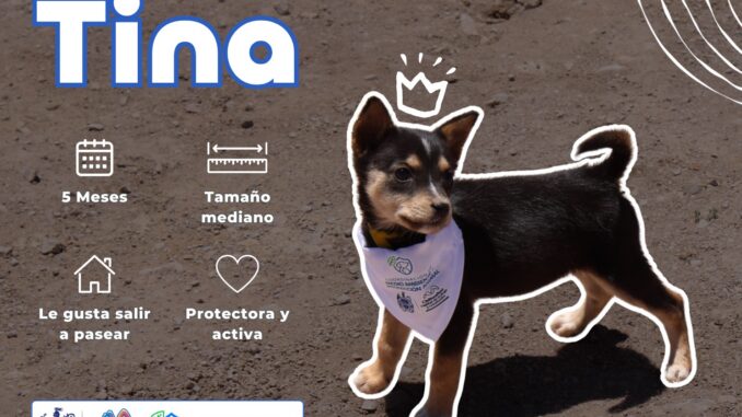 Invita Municipio a darles una oportunidad a perros y gatos rescatados