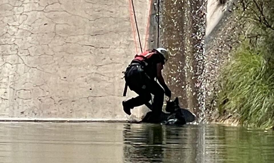 Cae mascota en la Presa Chihuahua; bomberos la rescatan y la entregan a su dueño