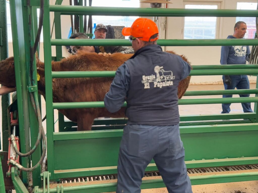 Celebra Secretaría de Desarrollo Rural próxima reapertura a la exportación de ganado chihuahuense a Estados Unidos