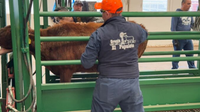 Celebra Secretaría de Desarrollo Rural próxima reapertura a la exportación de ganado chihuahuense a Estados Unidos