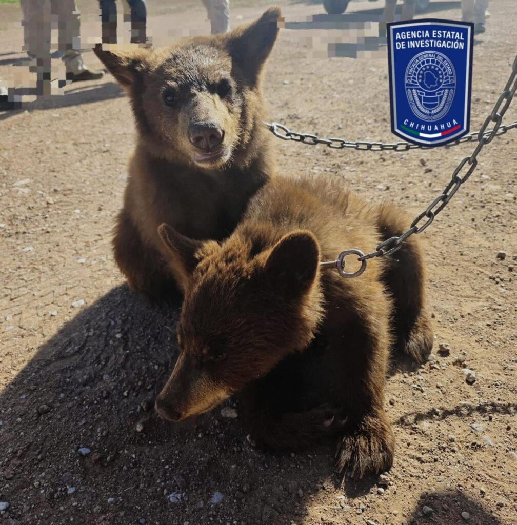 Asegura AEI Zona Centro 2 oseznos negros en El Oasis, Ojinaga ; los tenían en cautiverio