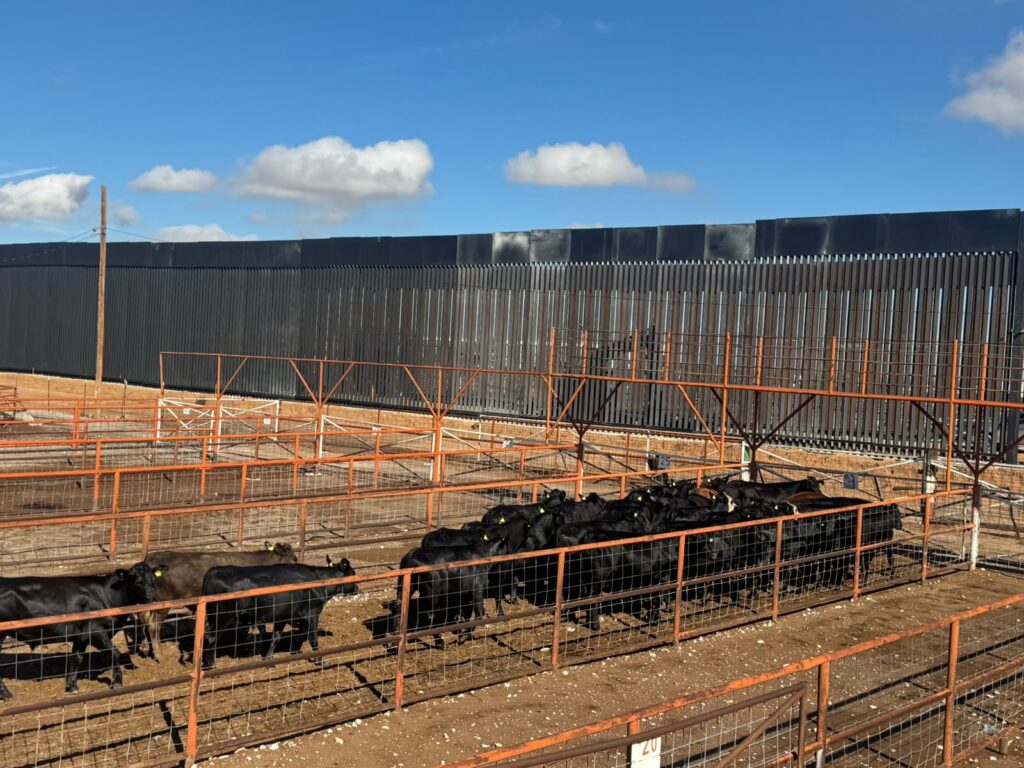 Reanuda Chihuahua exportación de ganado a Estados Unidos por San Jerónimo-Santa Teresa